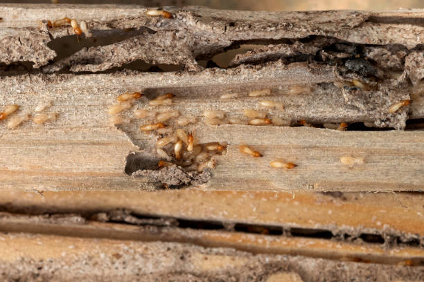 Best Best Pest Control Companies  in Farngton Hills, MI