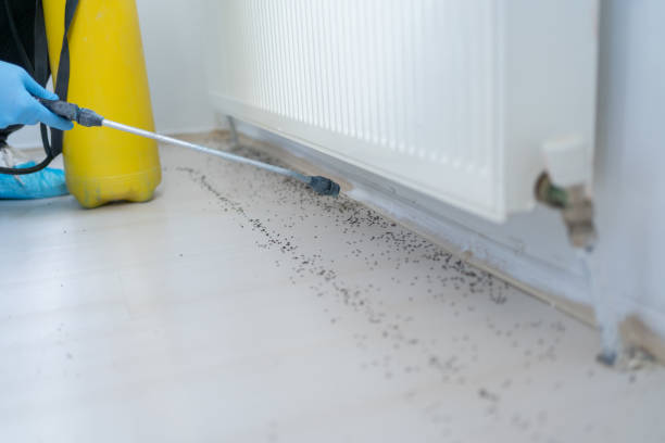 Best Spider Control Near Me  in Farngton Hills, MI